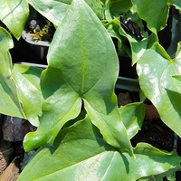 Arisarum proboscideum